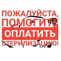 Щенки